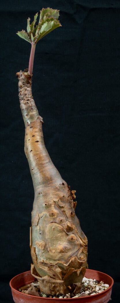 Cyphostemma betiforme A