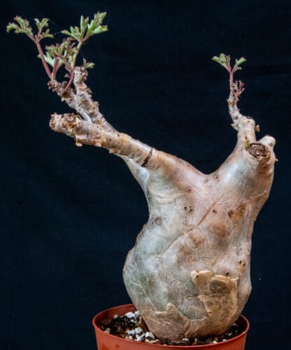 Cyphostemma betiforme thin leaves B