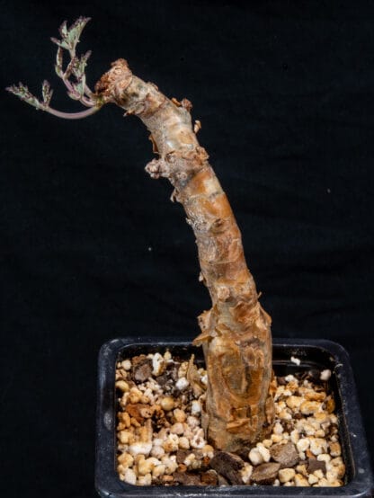 Cyphostemma betiforme thin leaves D