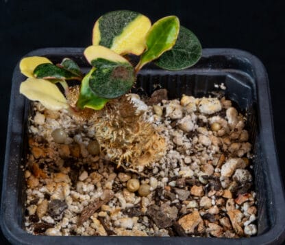 Euphorbia francoisii variegated