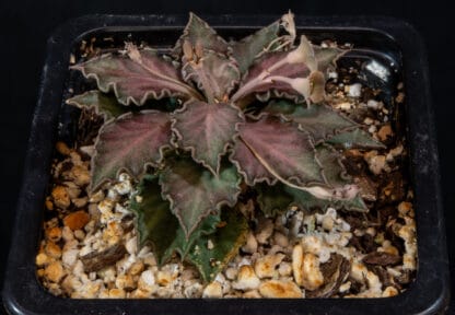 Euphorbia tulearensis