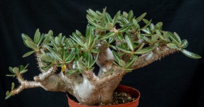 Pachypodium densiflorum C