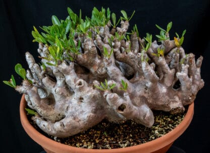 Pachypodium densiflorum var brevicalyx A