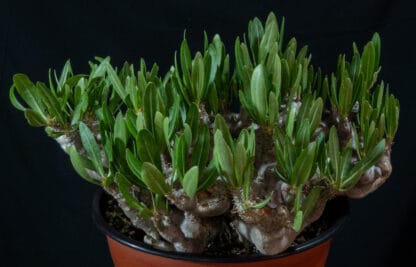 Pachypodium densiflorum var brevicalyx B