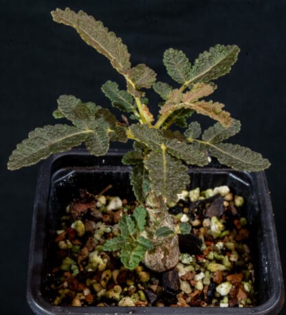 Boswellia bullata A
