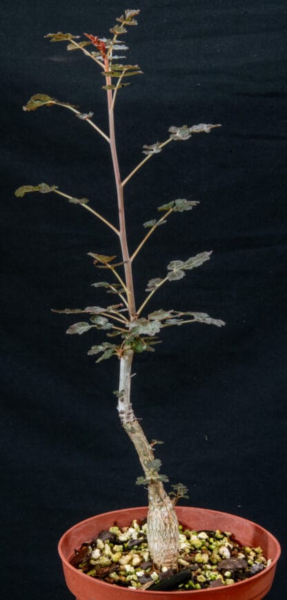 Boswellia dioscoridis B