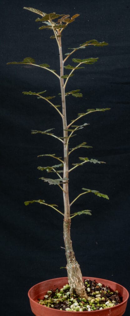 Boswellia dioscoridis D