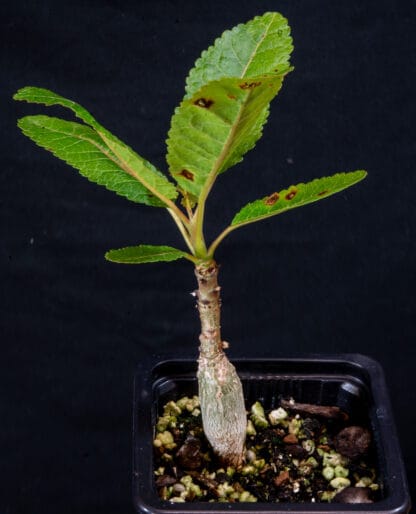 Boswellia nana A