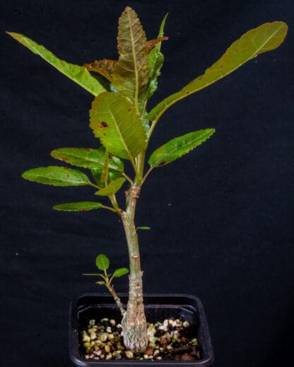 Boswellia nana B