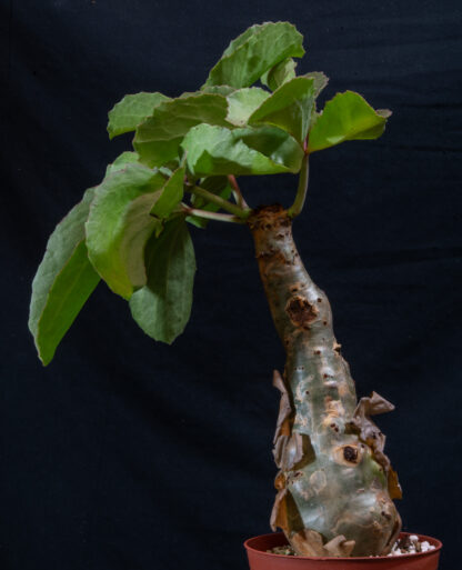 Cyphostemma betiforme A