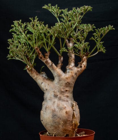 Cyphostemma betiforme thin leaves A