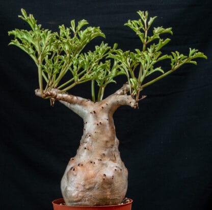 Cyphostemma betiforme thin leaves B