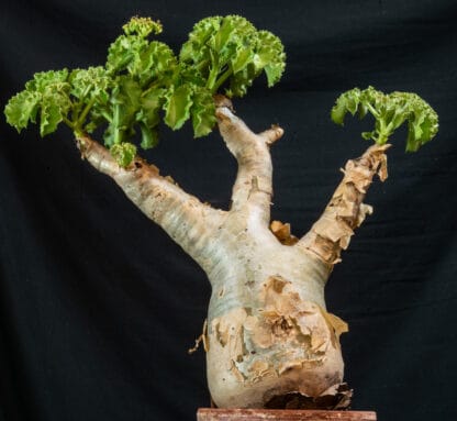 Cyphostemma uter