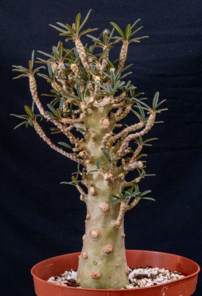 Dorstenia gigas bullata A