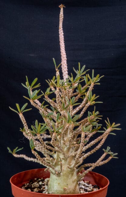 Dorstenia gigas bullata B
