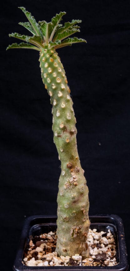 Dorstenia lavrani A