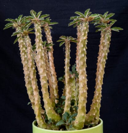Dorstenia lavrani B
