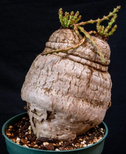 Euphorbia decidua