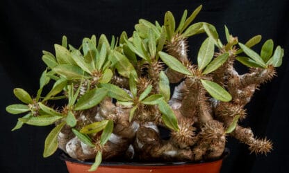 Pachypodium densiflorum