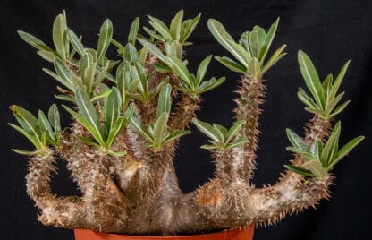 Pachypodium densiflorum