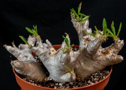 Pachypodium densiflorum var brevicalyx B
