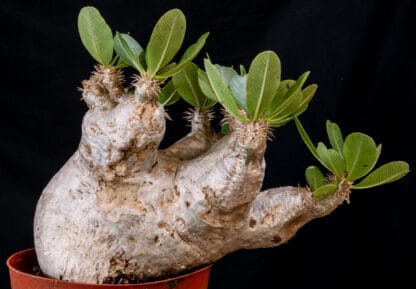 Pachypodium eburneum B