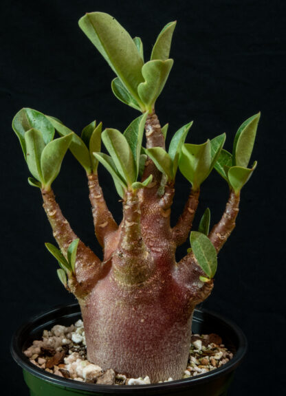 Adenium arabicum "Black" A