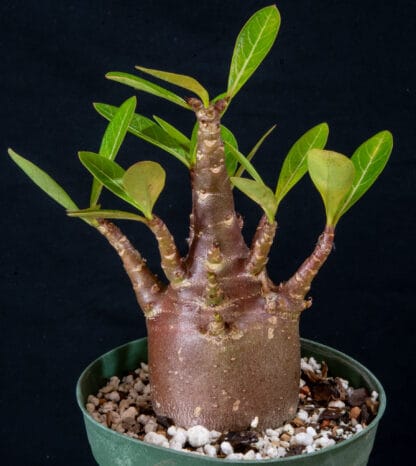 Adenium arabicum "Black" B