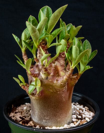 Adenium arabicum "Black" B