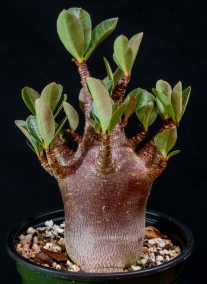 Adenium arabicum "Black" C