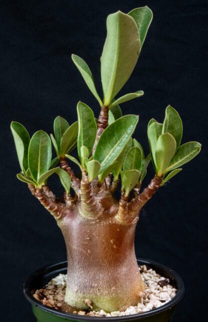 Adenium arabicum "Black" D