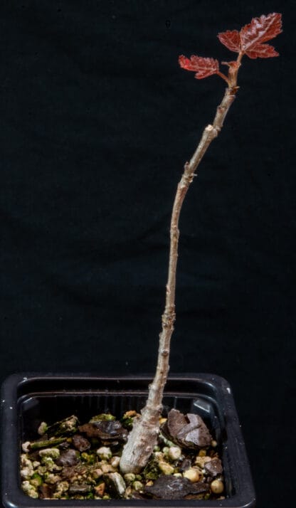 Boswellia ameero