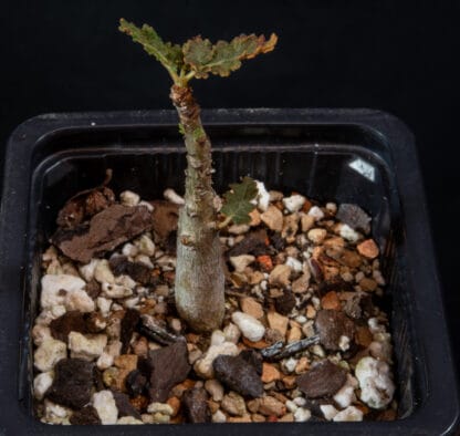 Boswellia bullata A