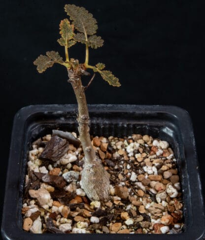 Boswellia bullata B