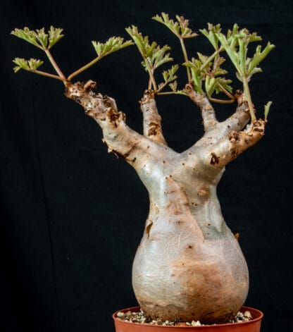 Cyphostemma betiforme thin leaves A