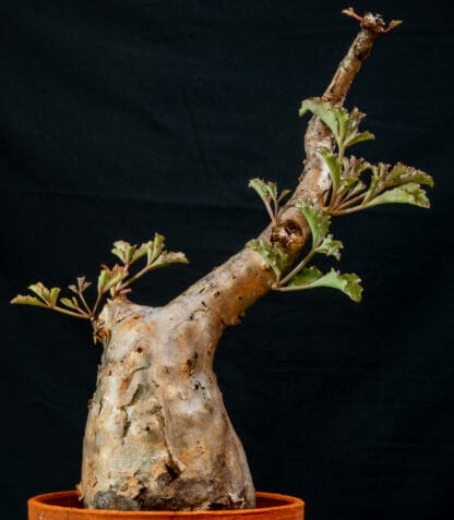Cyphostemma betiforme thin leaves C