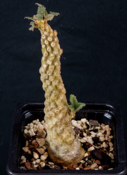 Dorstenia lavrani A