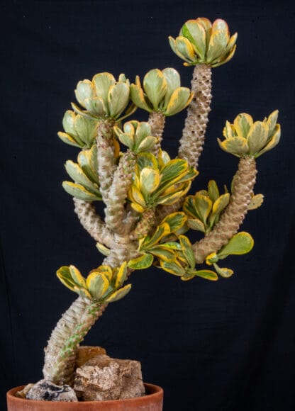 Euphorbia poissonii variegated