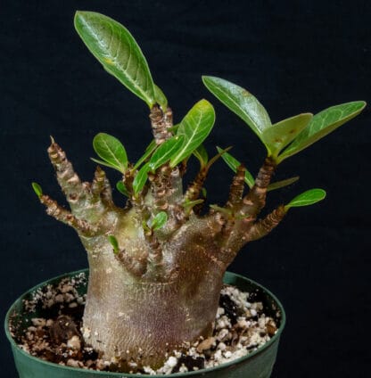 Adenium arabicum "Black" C