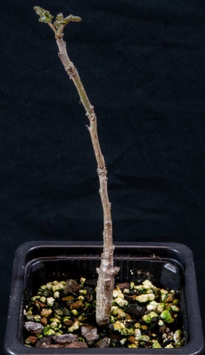 Boswellia ameero