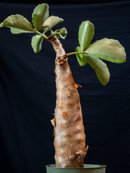 Cyphostemma betiforme C