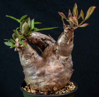 Cyphostemma betiforme thin leaves A