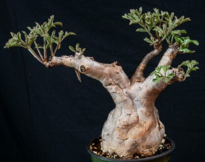 Cyphostemma betiforme thin leaves B