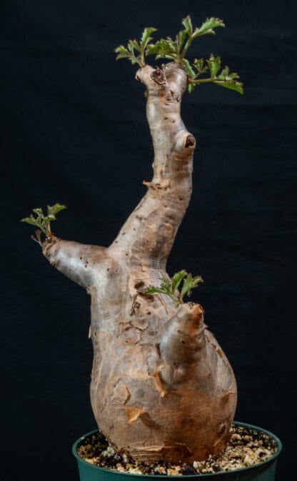 Cyphostemma betiforme thin leaves D