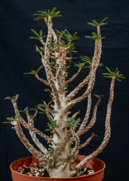 Dorstenia gigas bullata A