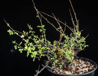 Commiphora boranensis C