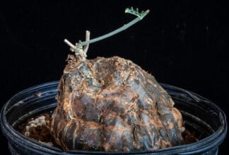Cephalopentandra ecirrhosa C
