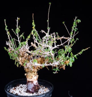 Commiphora kua var gowello C
