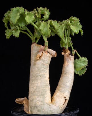 Cyphostemma uter A