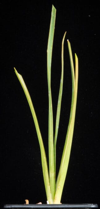 Dracaena cinnabari A